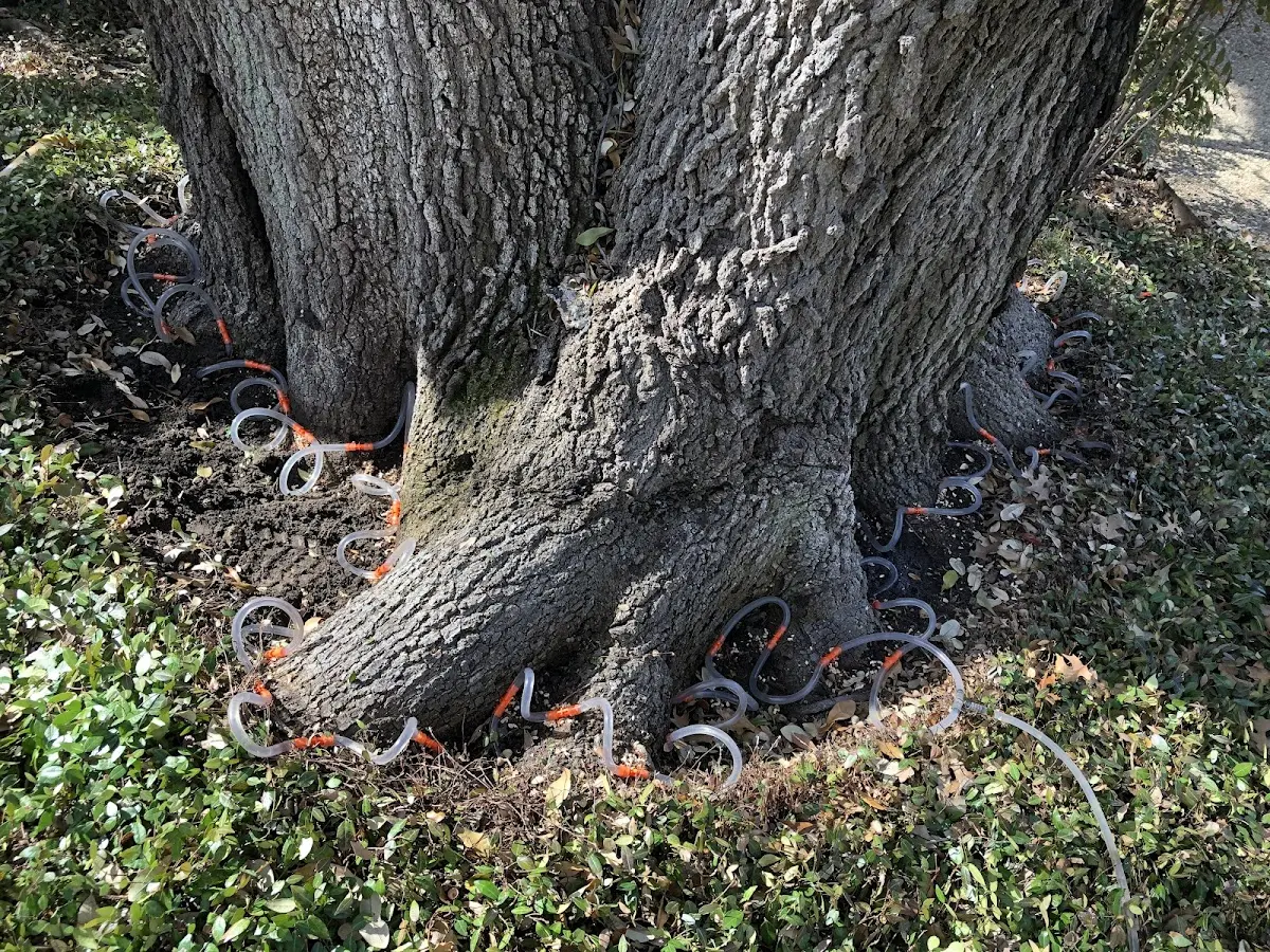 Detailed Tree Cabling and Bracing job site in Vancourt