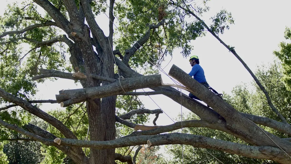 Professional Crown Thinning performed by certified arborists in Vancourt